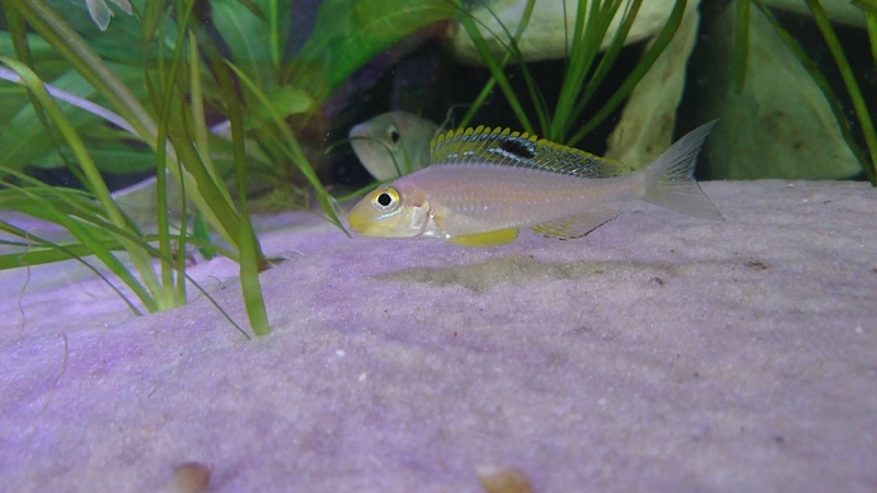Xenotilapia sp. 'papilio sunflower' Msalaba